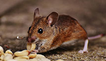 24 Hour & Emergency Exterminators in Maysville, MO